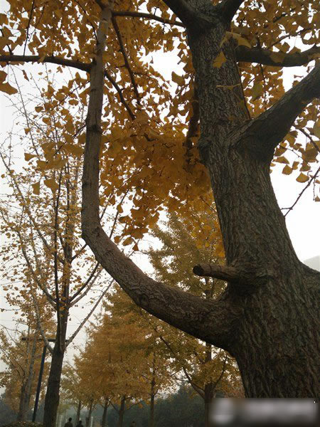 OPPO N3��ô����OPPO N3��ϸ����ͼ��_�ֻ�����_�ֻ�ѧԺ_��վ