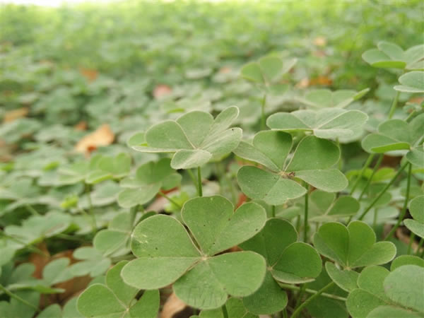 OPPO N3��ô����OPPO N3��ϸ����ͼ��_�ֻ�����_�ֻ�ѧԺ_��վ