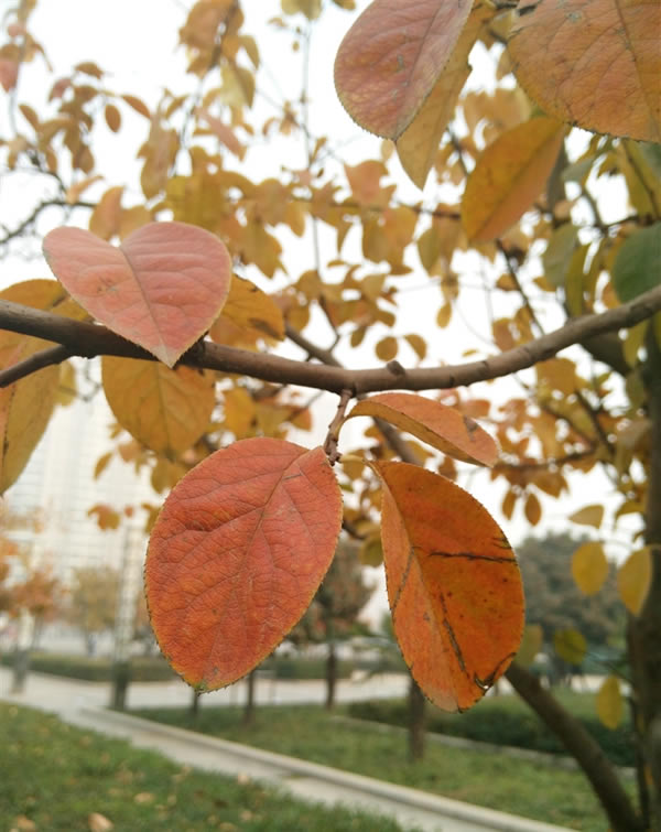 OPPO N3��ô����OPPO N3��ϸ����ͼ��_�ֻ�����_�ֻ�ѧԺ_��վ