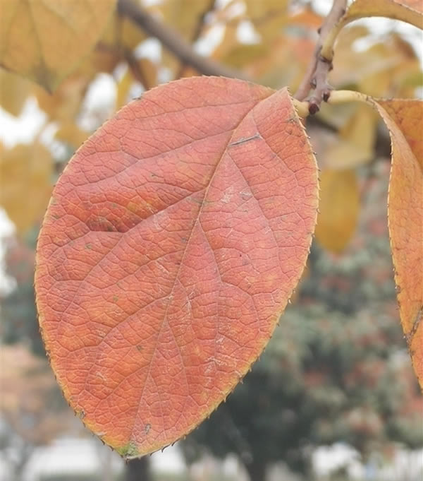 OPPO N3��ô����OPPO N3��ϸ����ͼ��_�ֻ�����_�ֻ�ѧԺ_��վ