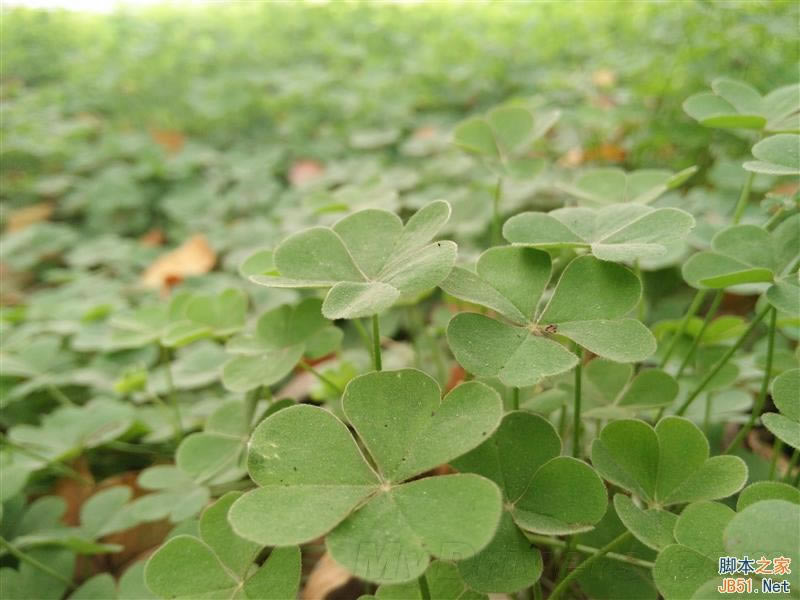 5V/5A������ٶ����죡OPPO N3ȫ������