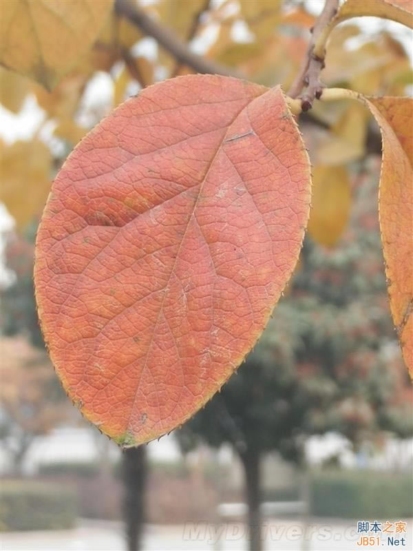 5V/5A������ٶ����죡OPPO N3ȫ������