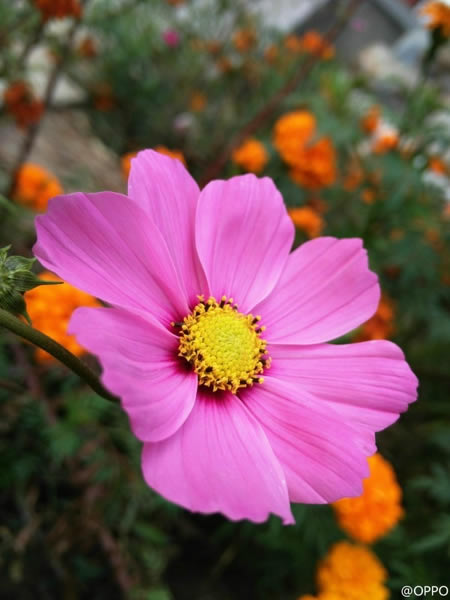 OPPO N3�콢�»���ô����OPPO N3������ͼ�Ľ���_�ֻ�����_�ֻ�ѧԺ_��վ