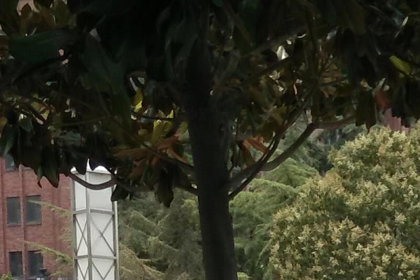 OPPO N1 mini室外风景拍照样张