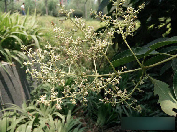 图为OPPO N1室外近景拍照样张