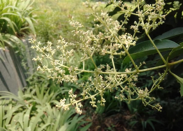 OPPO N1室外近景拍照样张