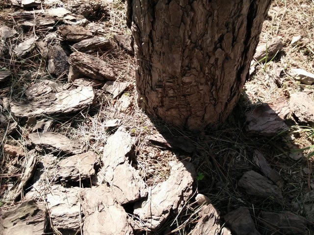 ��ת4G����һ�� OPPO N1 mini�������� 