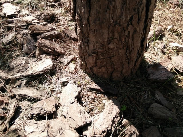 ��ת4G����һ�� OPPO N1 mini�������� 