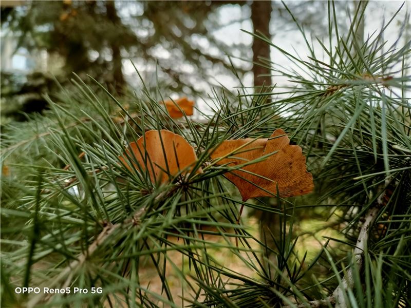 OPPO Reno5 Pro值得入手吗 OPPO Reno5 Pro手机全方位评测_手机评测_手机学院_本站