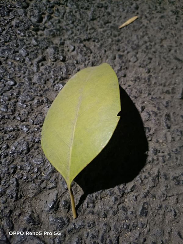 OPPO Reno5 Pro值得入手吗 OPPO Reno5 Pro手机全方位评测_手机评测_手机学院_本站