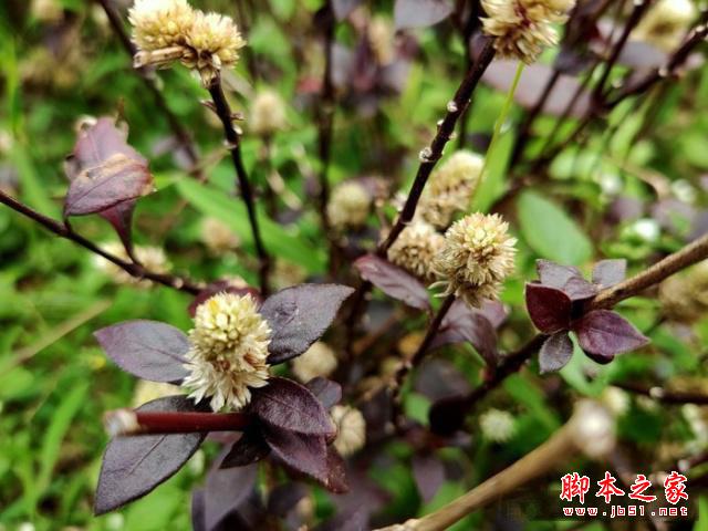 OPPO Reno怎么样?OPPO Reno外观性能拍照详细评测_手机评测_手机学院_本站