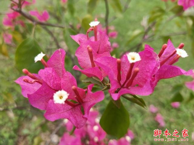 OPPO Reno怎么样?OPPO Reno外观性能拍照详细评测_手机评测_手机学院_本站