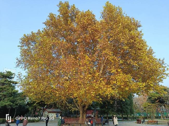 OPPO Reno7 Pro值得入手吗 OPPO Reno7 Pro详细评测_手机评测_手机学院_本站