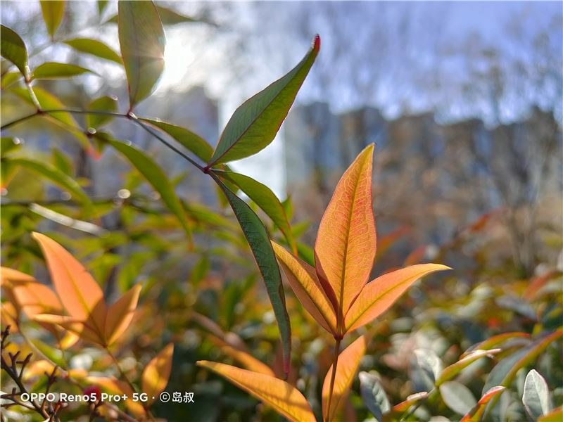OPPO Reno5 Pro+值得入手吗 OPPO Reno5 Pro+手机全方位评测_手机评测_手机学院_本站