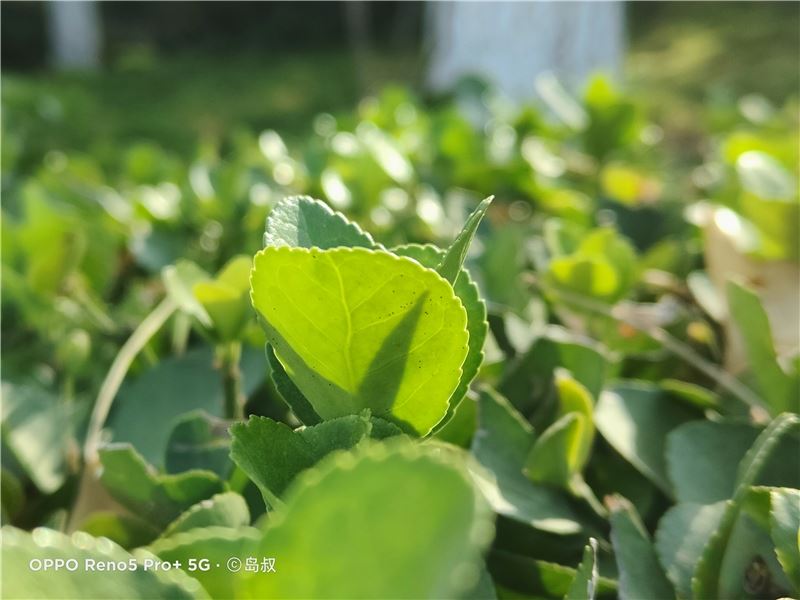 OPPO Reno5 Pro+值得入手吗 OPPO Reno5 Pro+手机全方位评测_手机评测_手机学院_本站