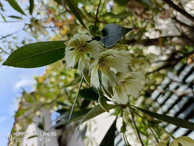 OPPO Reno6 Pro体验如何 OPPO Reno6 Pro详细评测_手机评测_本站