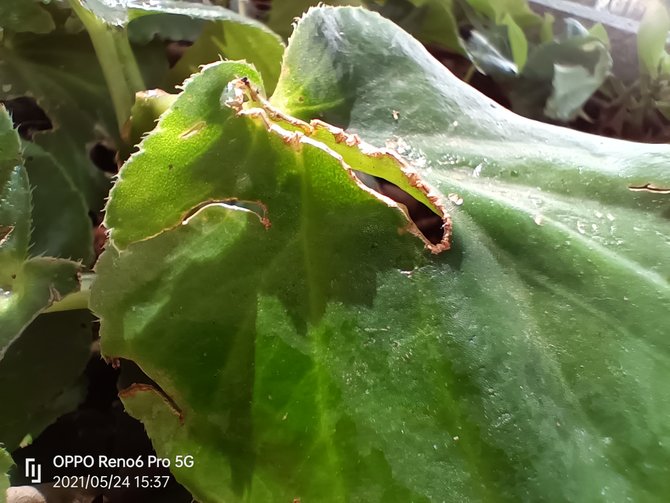 OPPO Reno6 Pro体验如何 OPPO Reno6 Pro详细评测_手机评测_本站