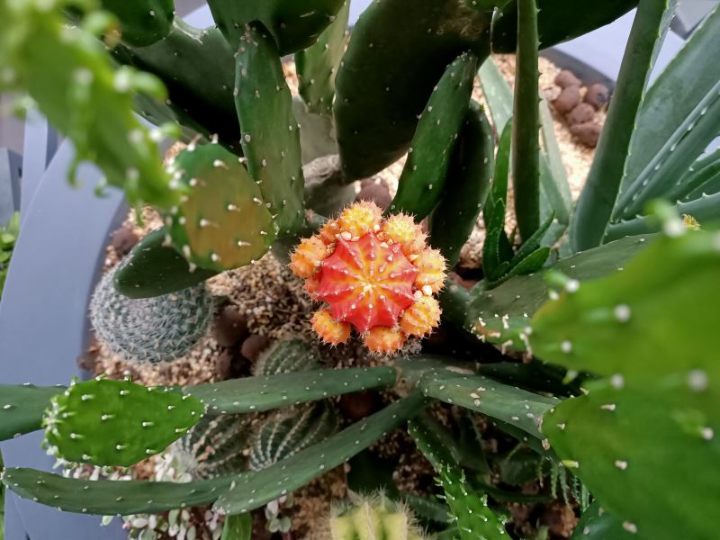 OPPO Reno Z手机性能如何 OPPO Reno Z手机性能详细评测_手机评测_手机学院_本站