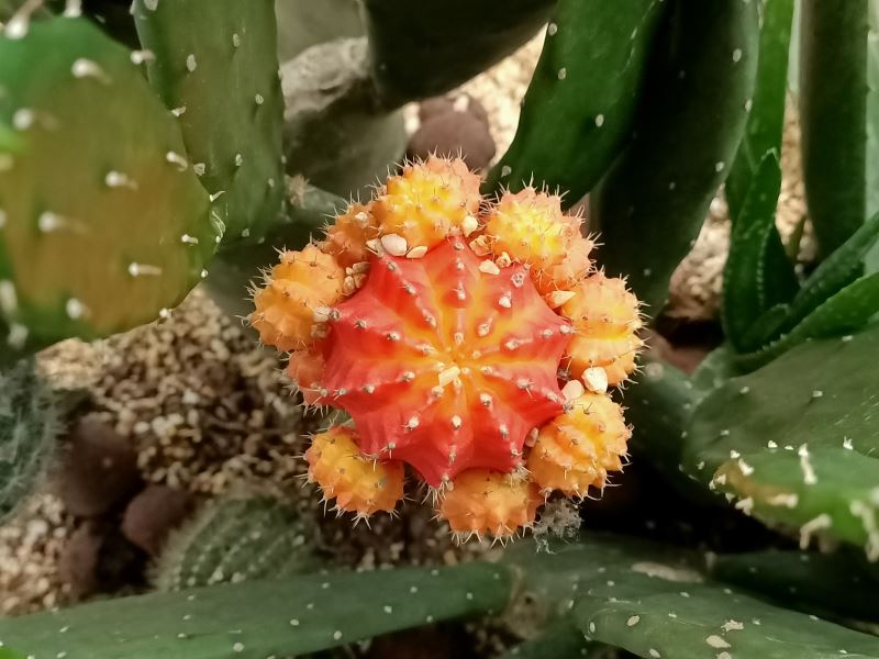 OPPO Reno Z手机性能如何 OPPO Reno Z手机性能详细评测_手机评测_手机学院_本站