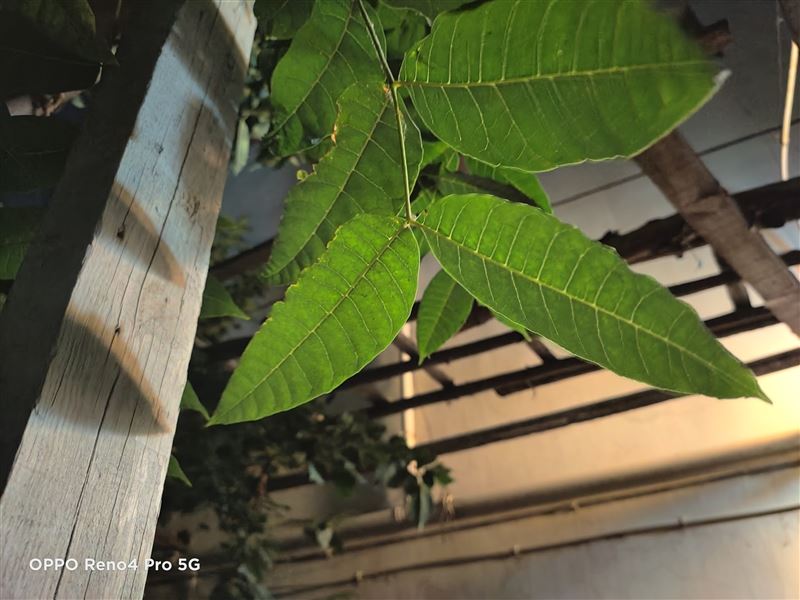 OPPO Reno4 Pro值得入手吗 OPPO Reno4 Pro手机详细评测_手机评测_手机学院_本站