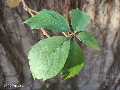 OPPO Reno2 Z值得入手吗 OPPO Reno2 Z手机全面评测_手机评测_手机学院_本站