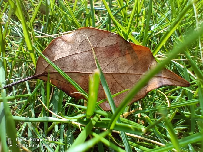 OPPO Reno6 Pro������� OPPO Reno6 Pro��ϸ����_�ֻ�����_�ֻ�ѧԺ_��վ