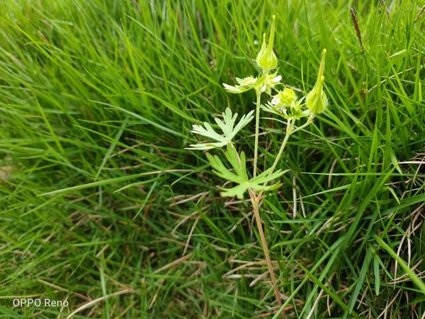 OPPO Reno����ҫV20��С��9�ֻ�����Ч���Ա�����_�ֻ�����_�ֻ�ѧԺ_��վ