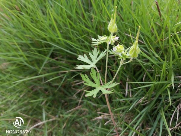 OPPO Reno����ҫV20��С��9�ֻ�����Ч���Ա�����_�ֻ�����_�ֻ�ѧԺ_��վ