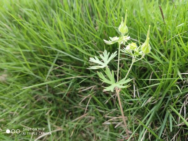 OPPO Reno����ҫV20��С��9�ֻ�����Ч���Ա�����_�ֻ�����_�ֻ�ѧԺ_��վ