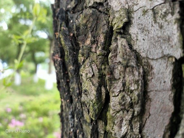 OPPO Reno����ҫV20��С��9�ֻ�����Ч���Ա�����_�ֻ�����_�ֻ�ѧԺ_��վ