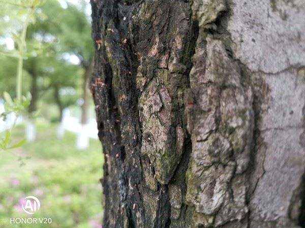 OPPO Reno����ҫV20��С��9�ֻ�����Ч���Ա�����_�ֻ�����_�ֻ�ѧԺ_��վ