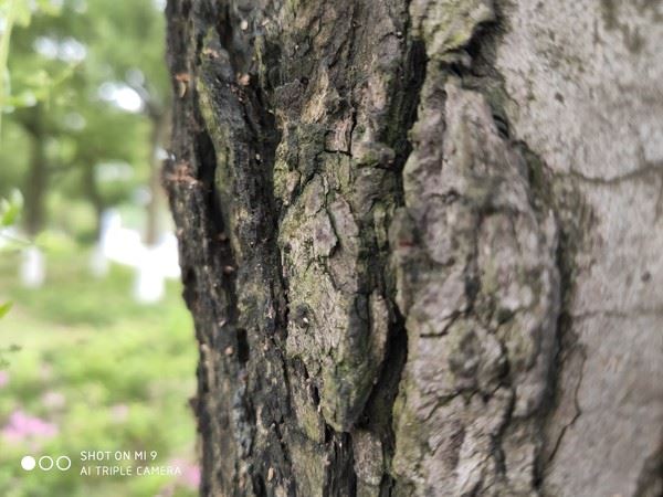 OPPO Reno����ҫV20��С��9�ֻ�����Ч���Ա�����_�ֻ�����_�ֻ�ѧԺ_��վ