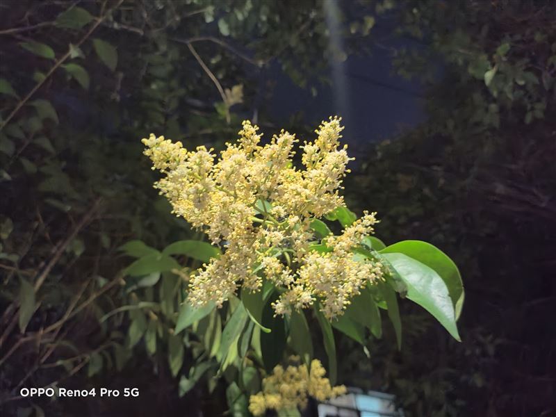 OPPO Reno4 Proֵ�������� OPPO Reno4 Pro�ֻ���ϸ����_�ֻ�����_�ֻ�ѧԺ_��վ