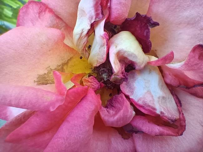 OPPO Reno4 SE������� OPPO Reno4 SEȫ������_�ֻ�����_�ֻ�ѧԺ_��վ