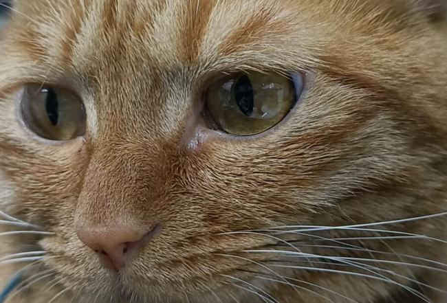 OPPO Reno4 SE������� OPPO Reno4 SEȫ������_�ֻ�����_�ֻ�ѧԺ_��վ