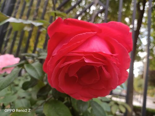 OPPO Reno2 Zֵ�������� OPPO Reno2 Z�ֻ�ȫ������_�ֻ�����_��վ