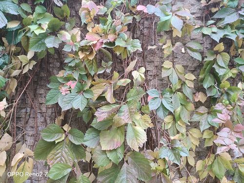 OPPO Reno2 Zֵ�������� OPPO Reno2 Z�ֻ�ȫ������_�ֻ�����_��վ