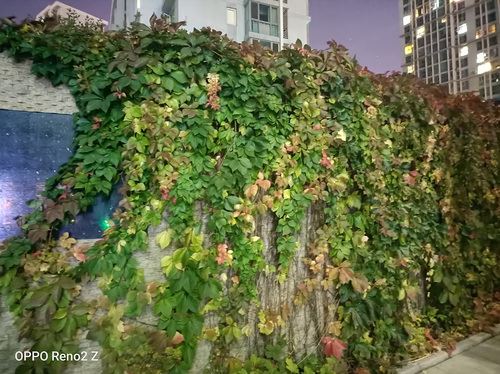 OPPO Reno2 Zֵ�������� OPPO Reno2 Z�ֻ�ȫ������_�ֻ�����_��վ