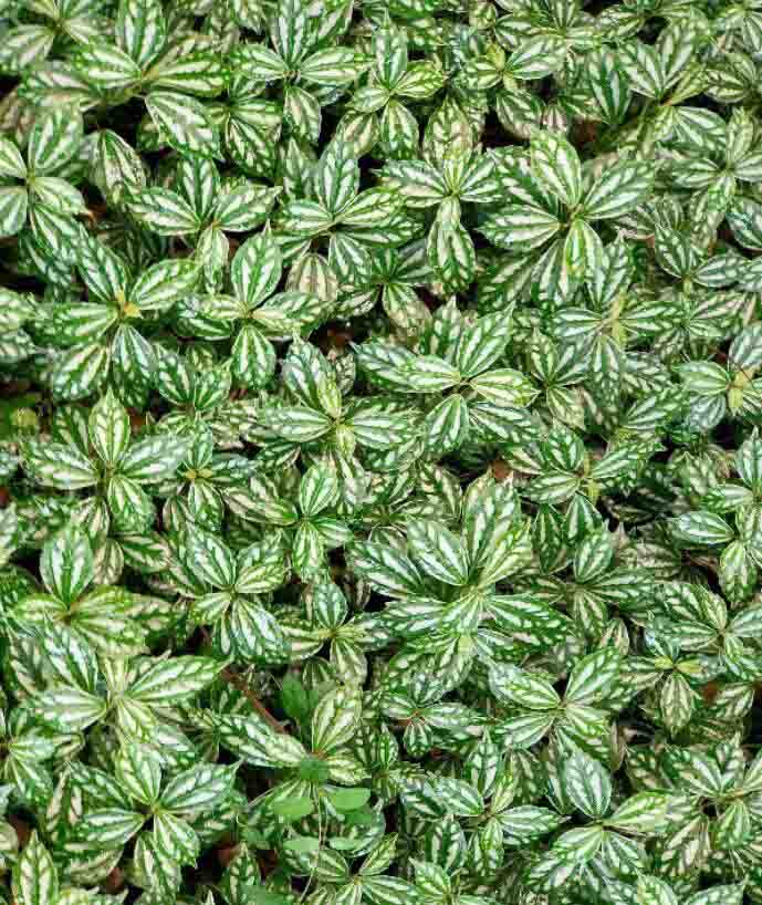 OPPO Reno2��ô�� OPPO Reno2���/����/��Ϸ����/ϵͳ�����ȫ������_�ֻ�����_�ֻ�ѧԺ_��վ