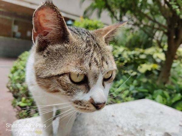 opporeno6��һ��9r�Ŀ�ֵ���� opporeno6��һ��9r����Ա�_�ֻ�����_�ֻ�ѧԺ_��վ