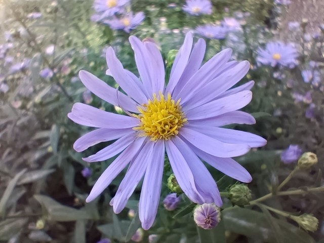 OPPO Reno4 SEȫ������: 65w���������ȫ�����ռ� 