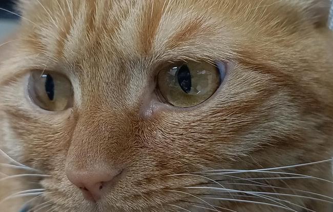 OPPO Reno4 SE������� OPPO Reno4 SEȫ������_�ֻ�����_�ֻ�ѧԺ_��վ