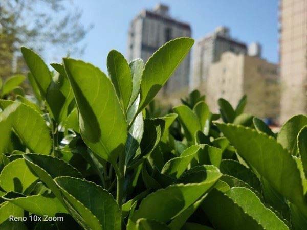 OPPO Reno10���佹��������ô�� OPPO Reno10���佹�����չ�����ϸ����_�ֻ�����_�ֻ�ѧԺ_��վ