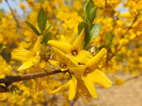 OPPO Reno10���佹��������ô�� OPPO Reno10���佹�����չ�����ϸ����_�ֻ�����_�ֻ�ѧԺ_��վ