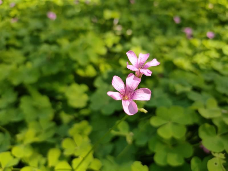 OPPO Reno Ace手机简评 手机配置/外观/性能/拍照/续航及使用体验评测_手机评测_手机学院_本站