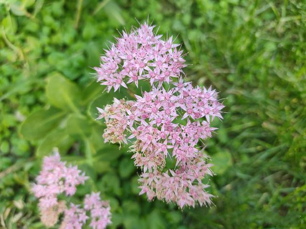 Reno Ace值得买吗 Reno Ace手机使用深度评测_手机评测_手机学院_本站