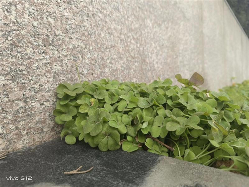 vivoS12值得入手吗 vivoS12手机详细评测_手机评测_手机学院_本站