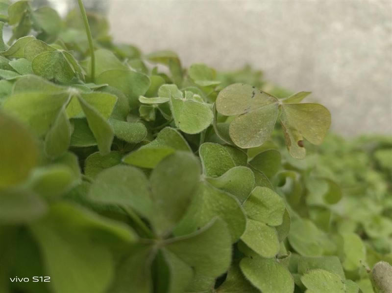 vivoS12值得入手吗 vivoS12手机详细评测_手机评测_手机学院_本站