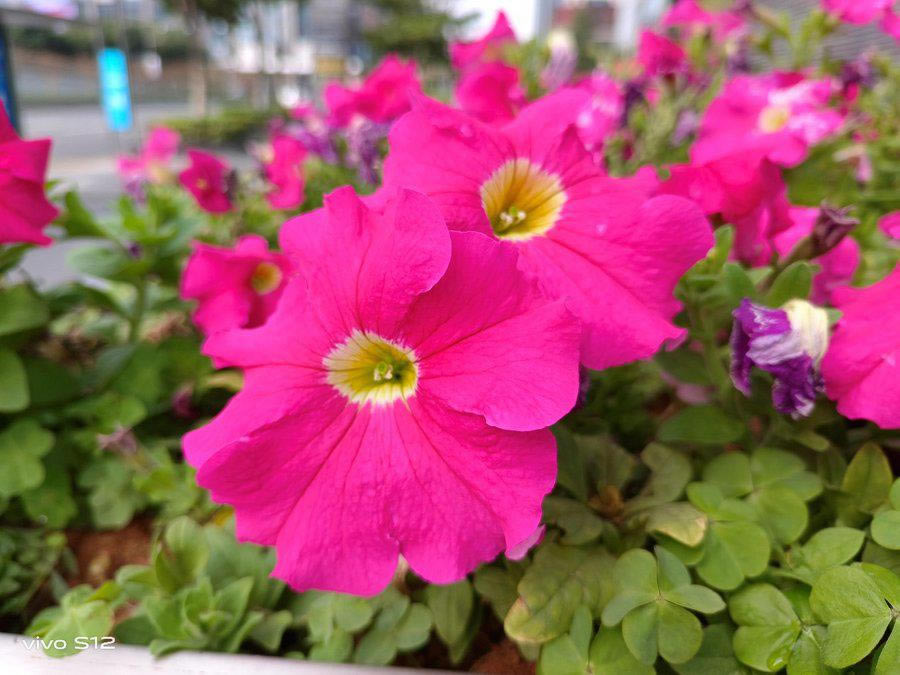 vivos12手机拍照好看吗?vivos12拍照性能介绍 _安卓手机_手机学院_本站