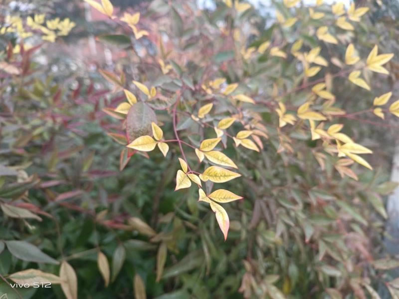 vivoS12值得入手吗 vivoS12手机详细评测_手机评测_手机学院_本站